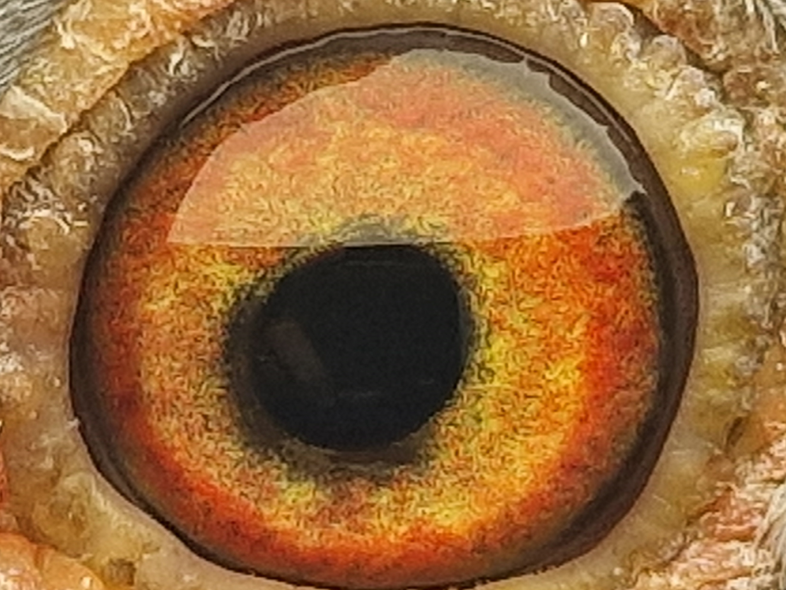 Pigeon eye